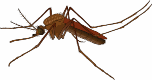 Malaria, Mode of Transmission and Clinical Features